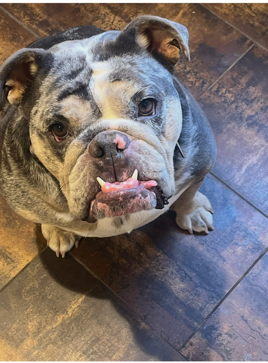 Meatball the Bulldog