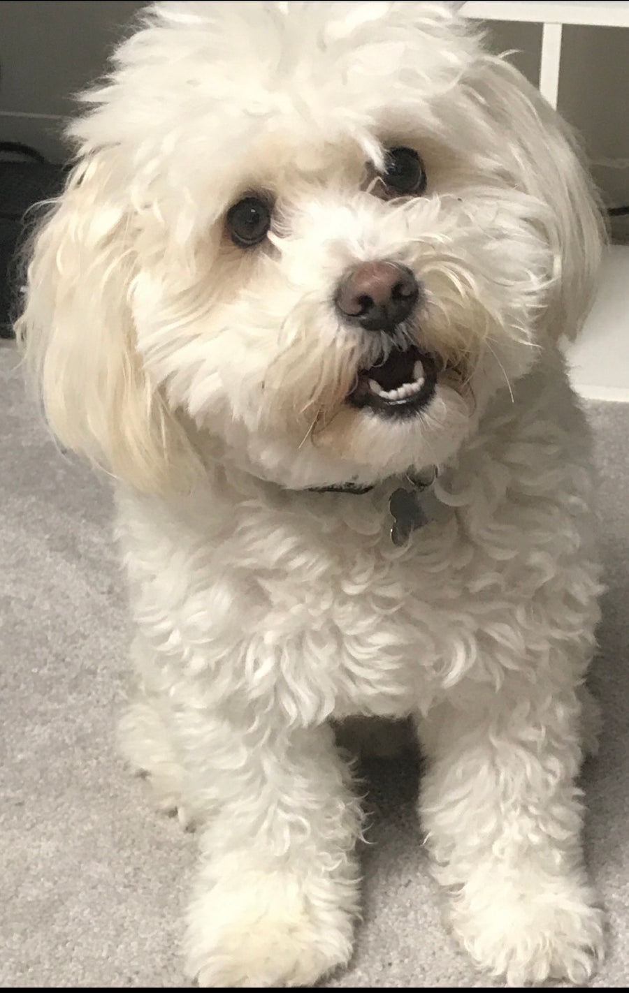 Riley the Maltipoo
